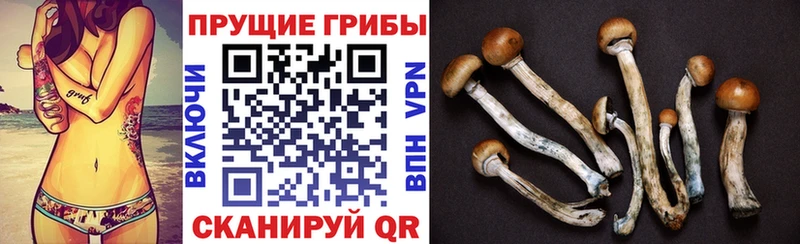 Псилоцибиновые грибы Cubensis  Владикавказ 